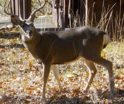 Closeup of a Mule Deer